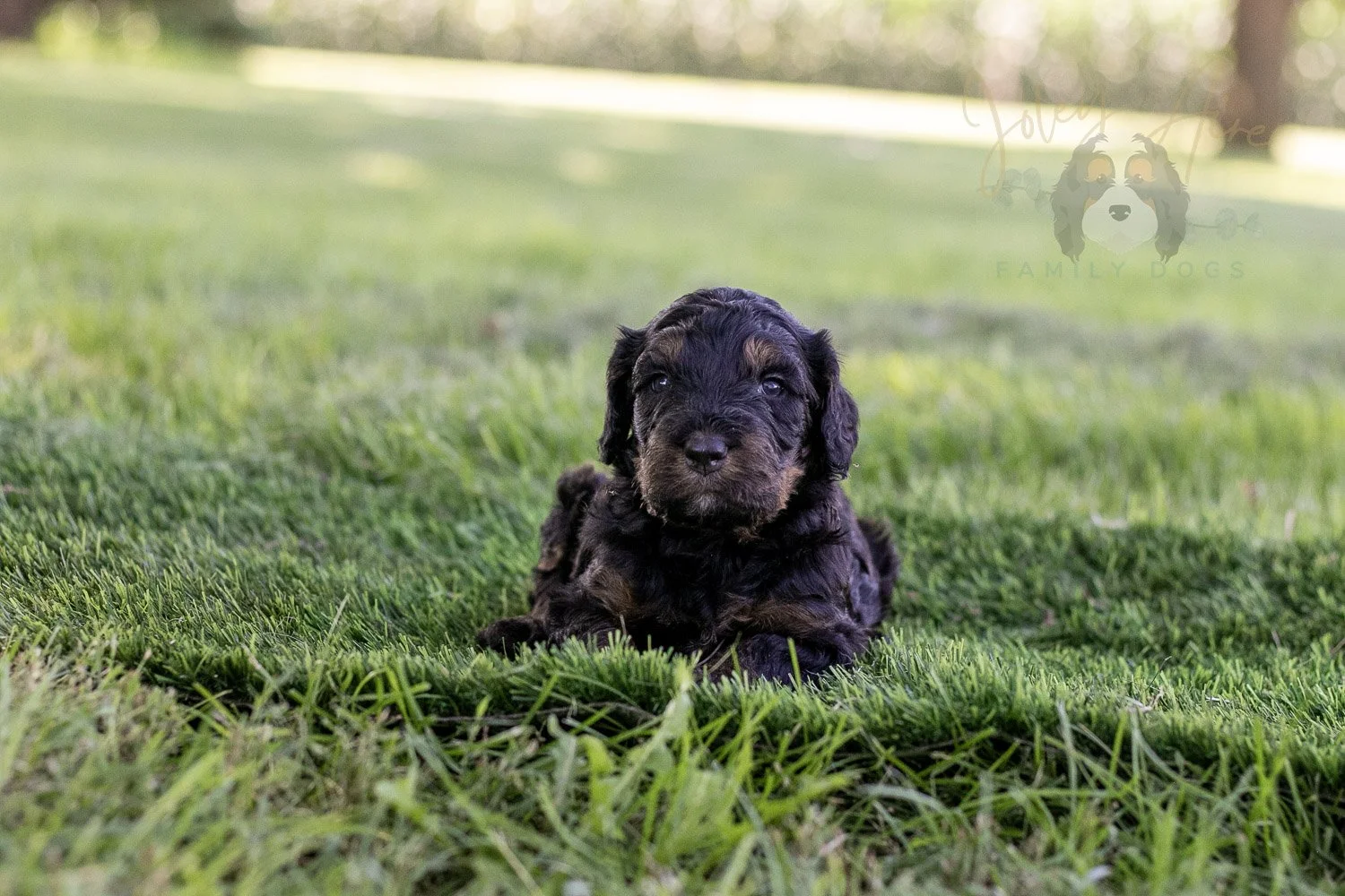 Bryce Bernedoodle Puppy-396.jpg