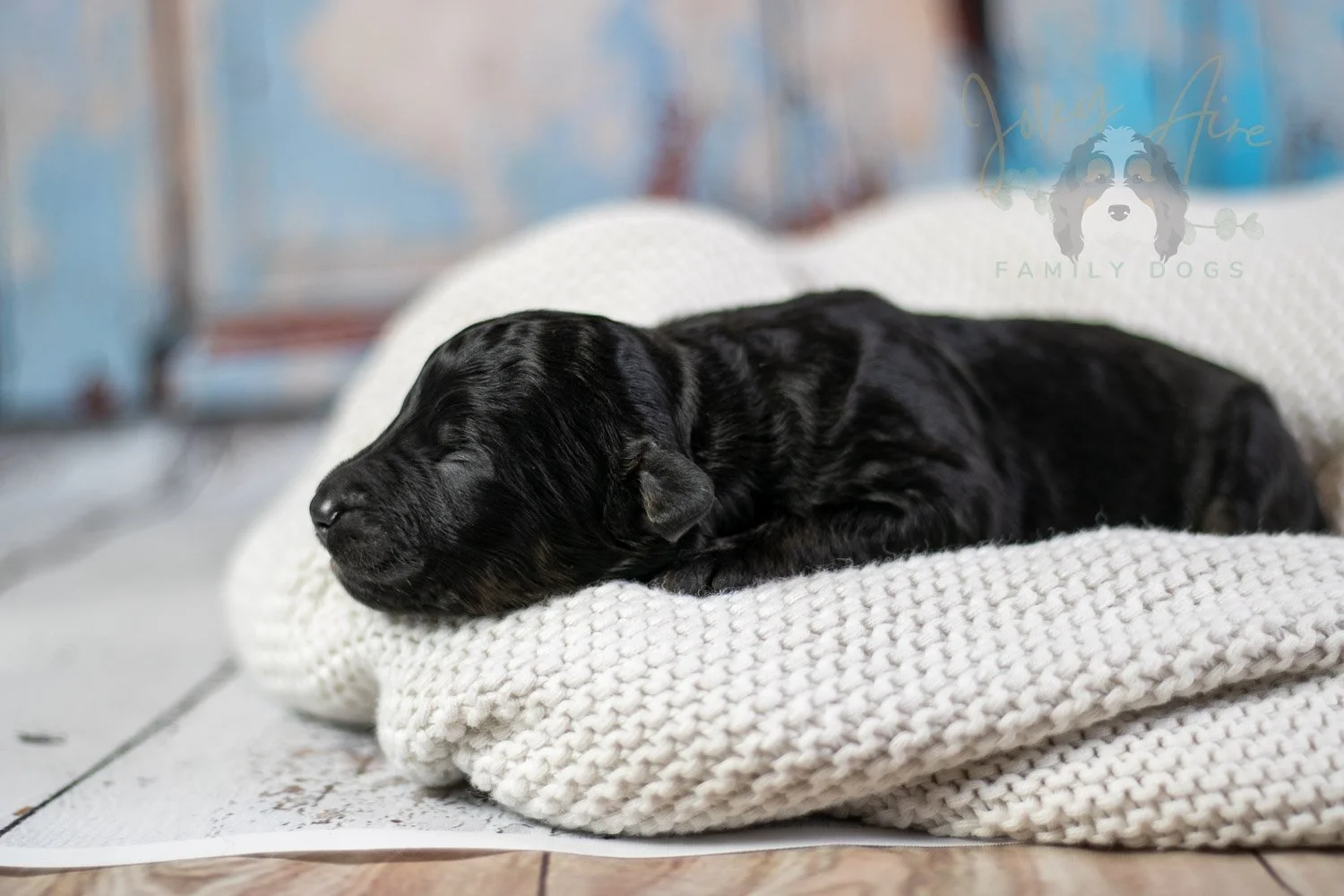 Andy Warhol Bernedoodle Puppy-40.jpg