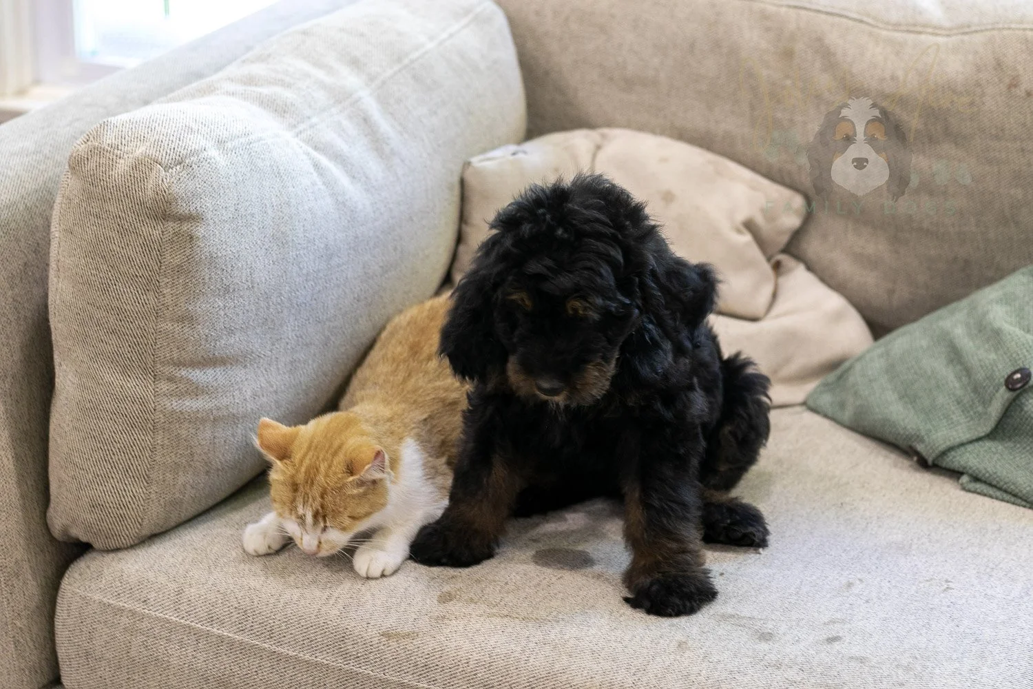 Olympic Bernedoodle Puppy-448.jpg