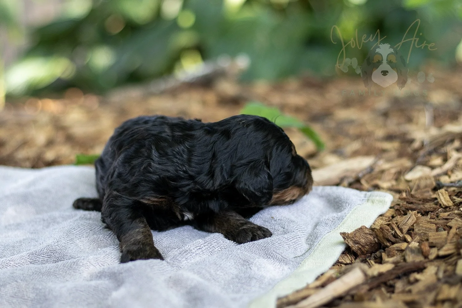 Bryce Bernedoodle Puppy-145.jpg