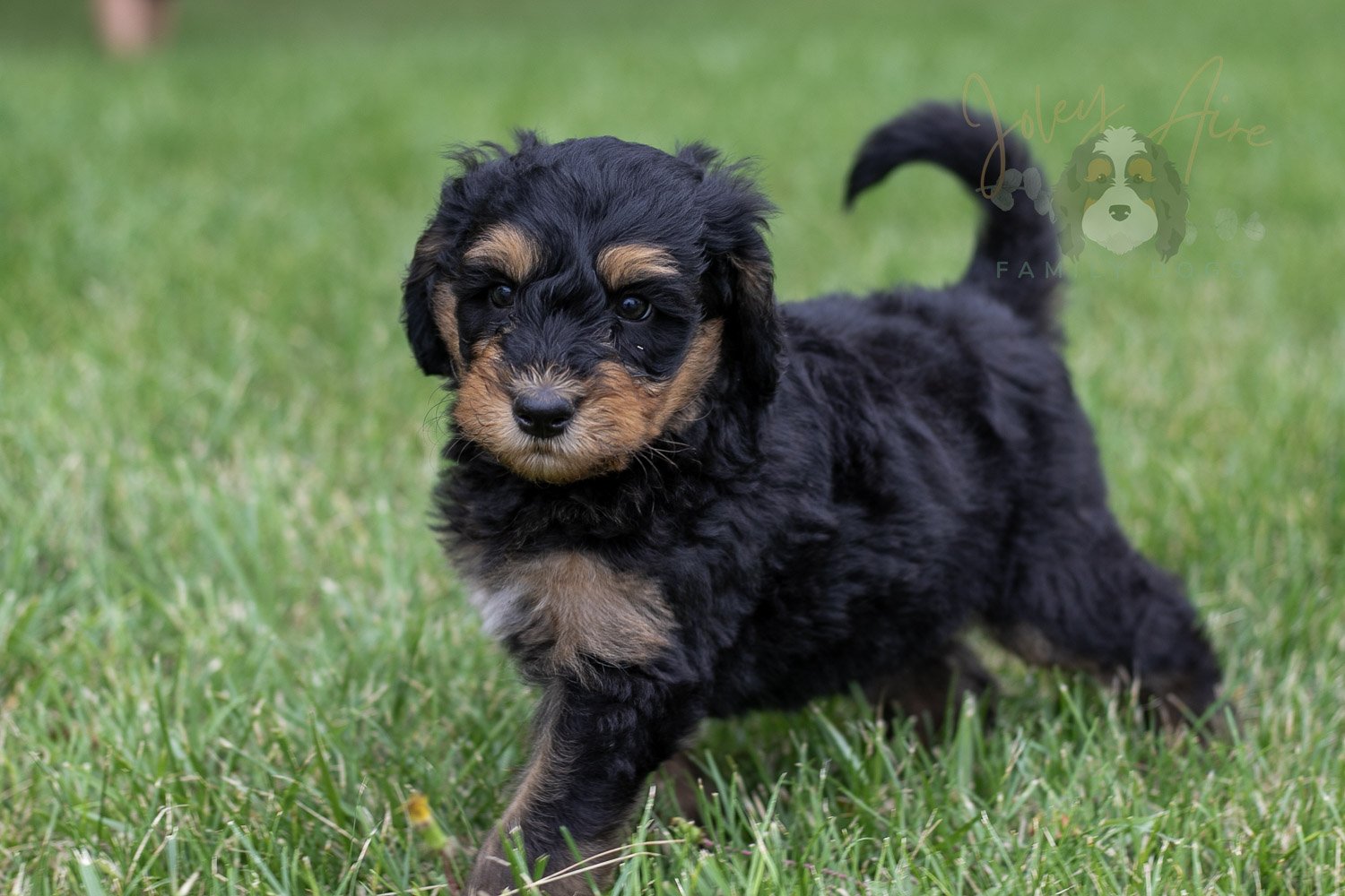 Mini Mae Bernedoodle Puppy-12.jpg