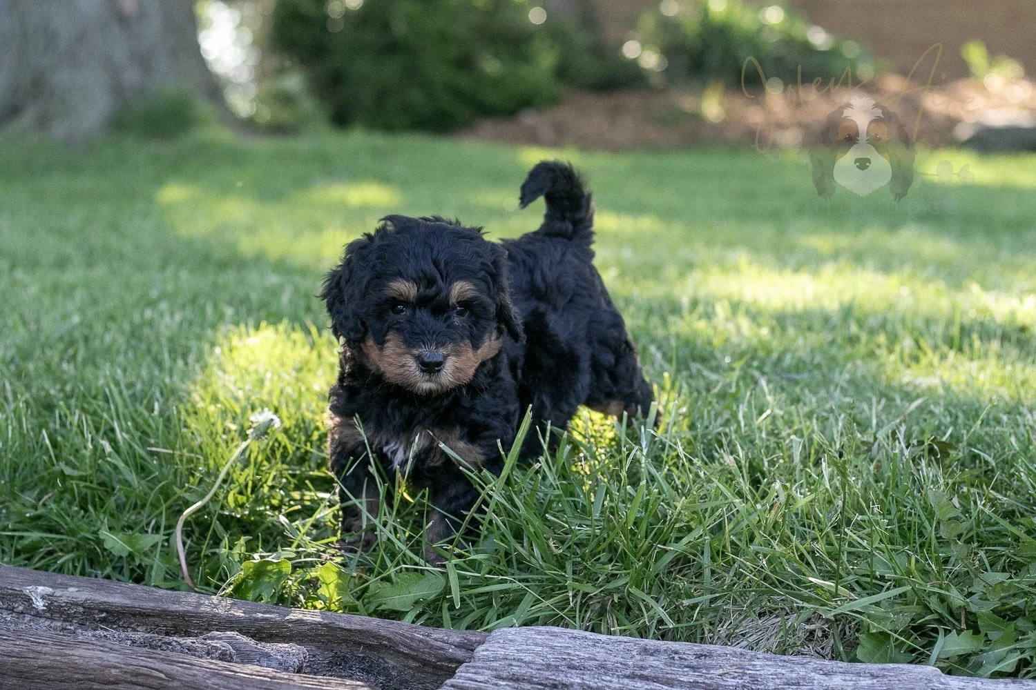 Guitar Bernedoodle Puppy-14.jpg