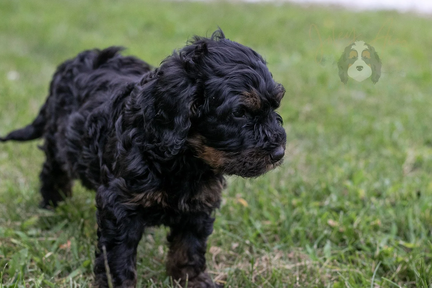 Acadia Bernedoodle Puppy-87.jpg
