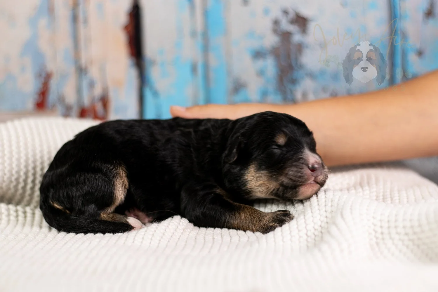 Da Vinci Bernedoodle Puppy-105.jpg