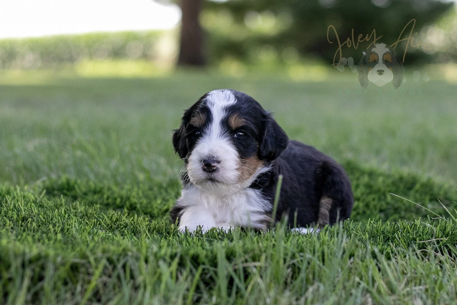 Zion Bernedoodle Puppy-338.jpg