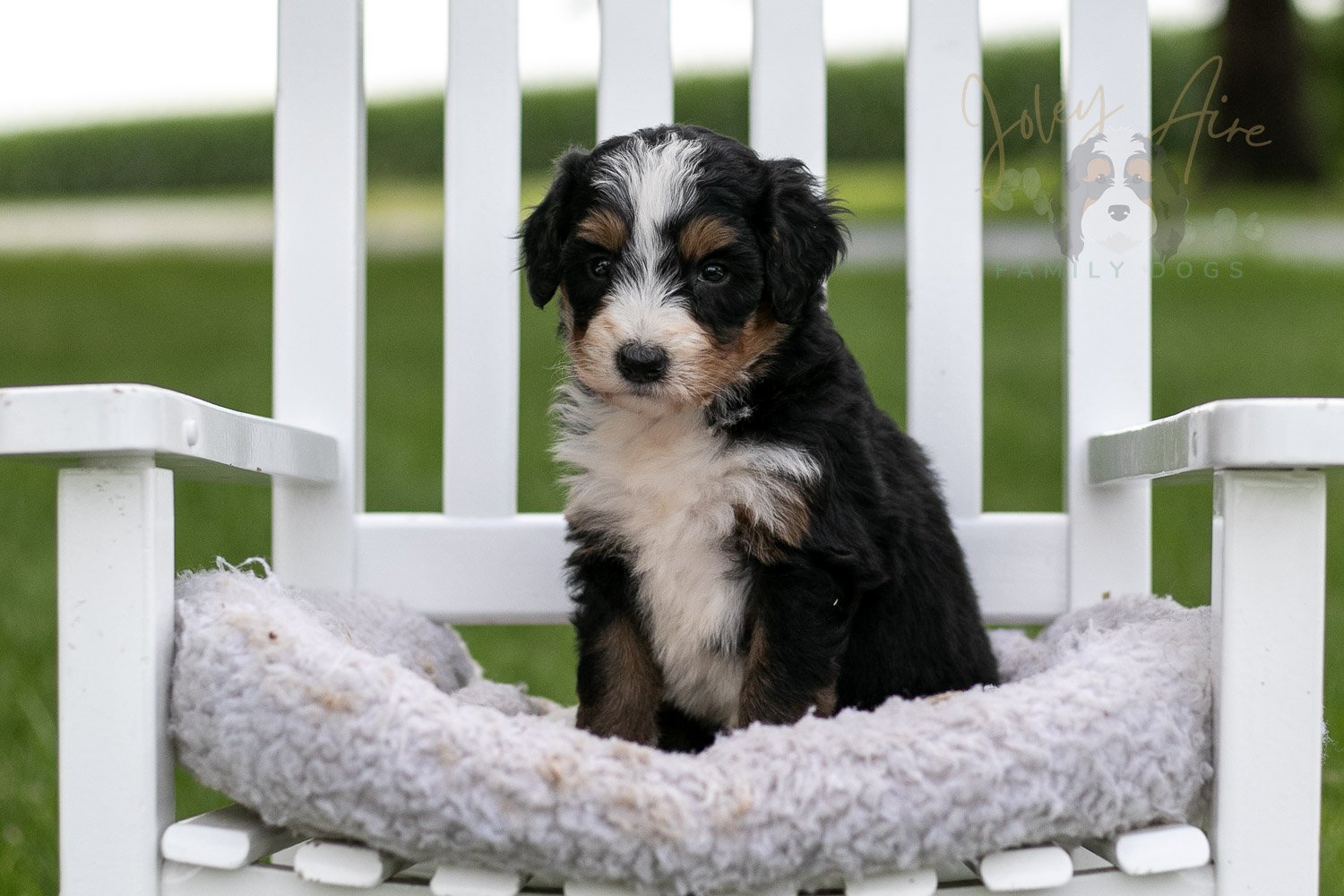 Diana Barry Bernedoodle Puppy-928.jpg