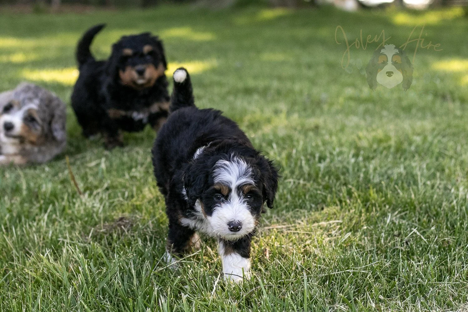 Harmonica Bernedoodle Puppy-15.jpg