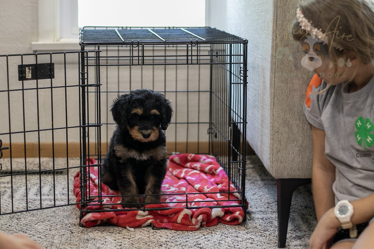 Mini Mae Bernedoodle Puppy-374.jpg