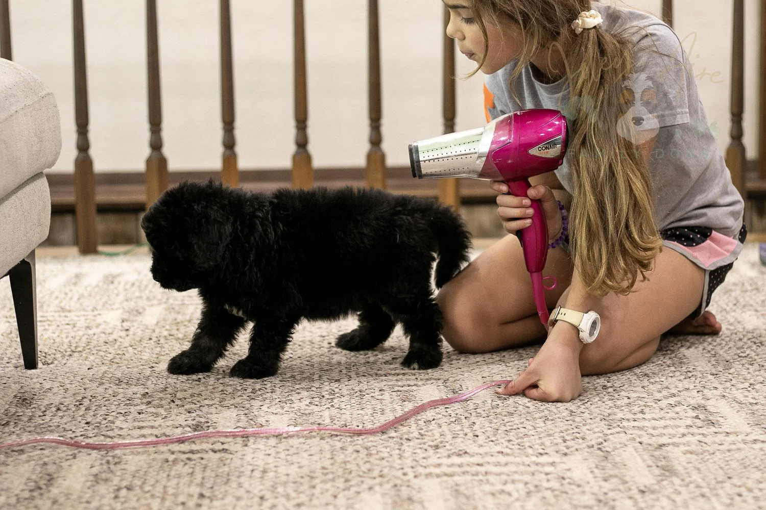 Claude Bernedoodle Puppy-259.jpg