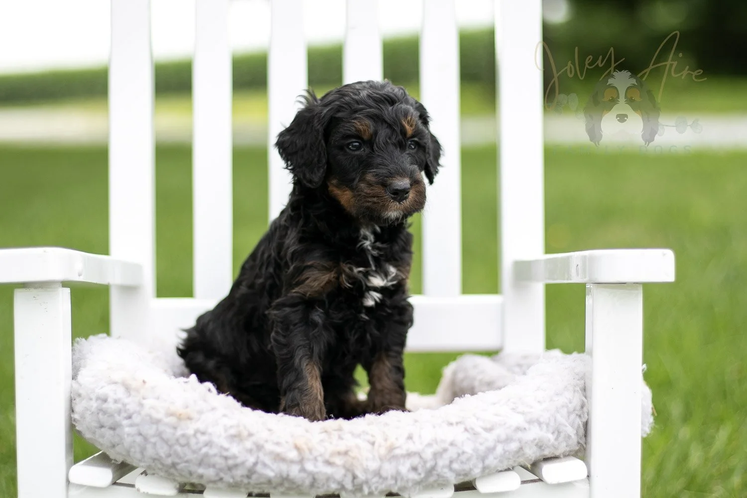 Acadia Bernedoodle Puppy-833.jpg