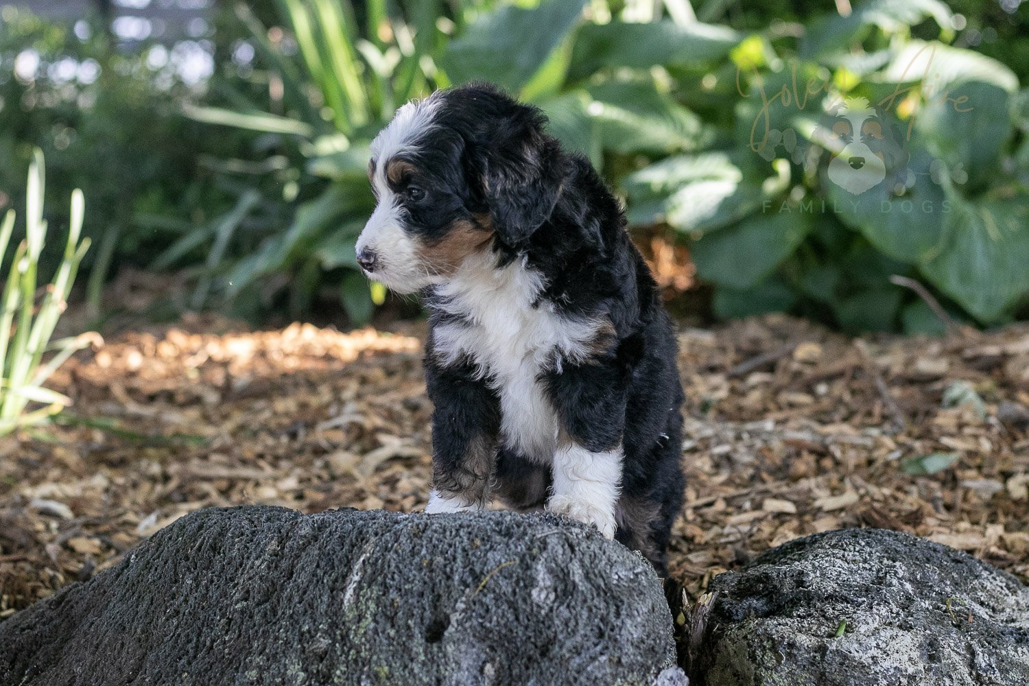 Harmonica Bernedoodle Puppy-25.jpg