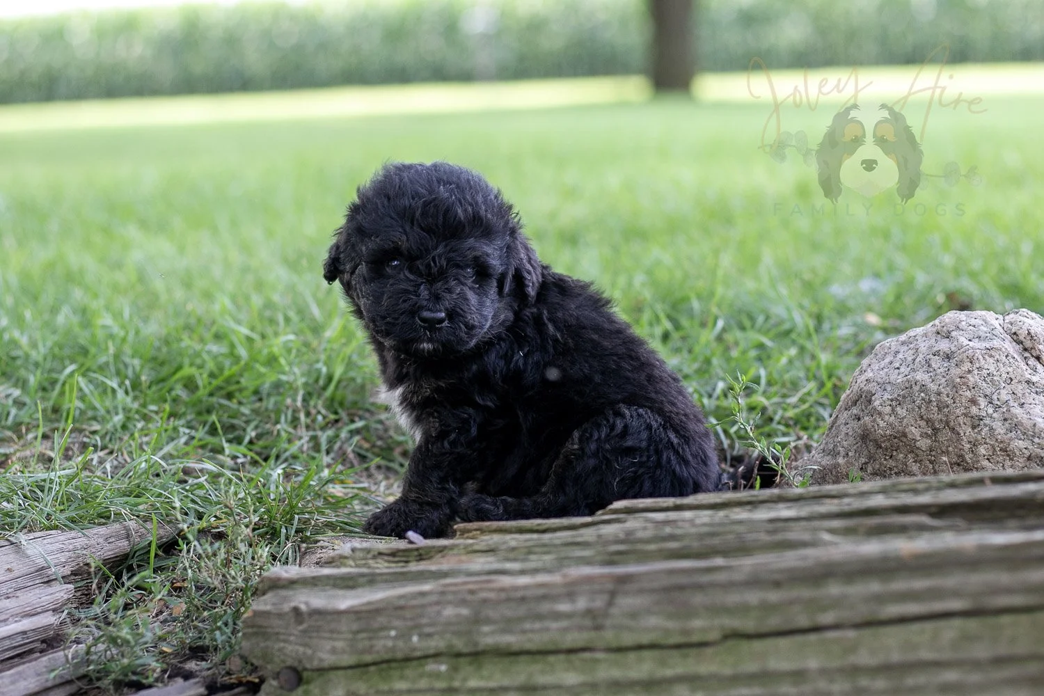 Andy Warhol Bernedoodle Puppy-168.jpg