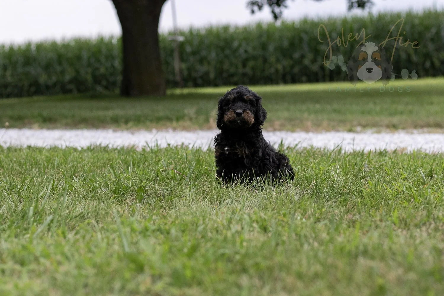 Bryce Bernedoodle Puppy-71.jpg