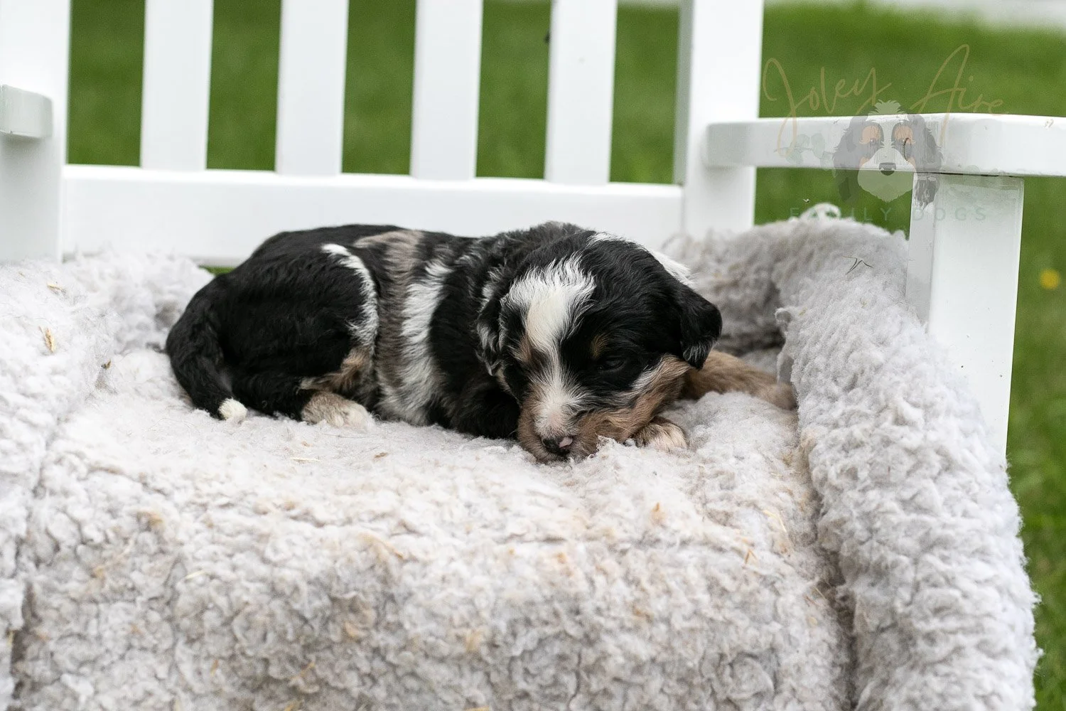 Artemisia Bernedoodle Puppy-661.jpg