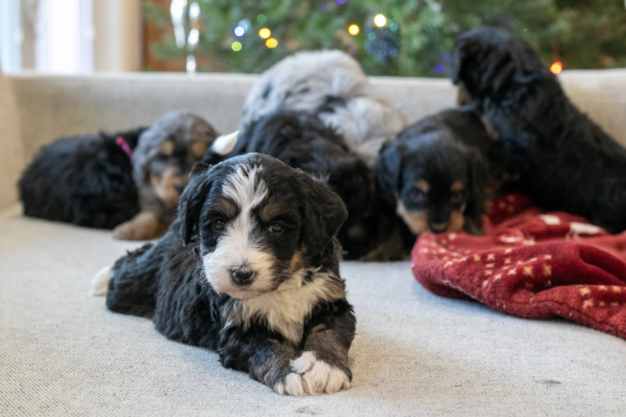 Whole Litter MountainsBernedoodle Puppy-12.jpg