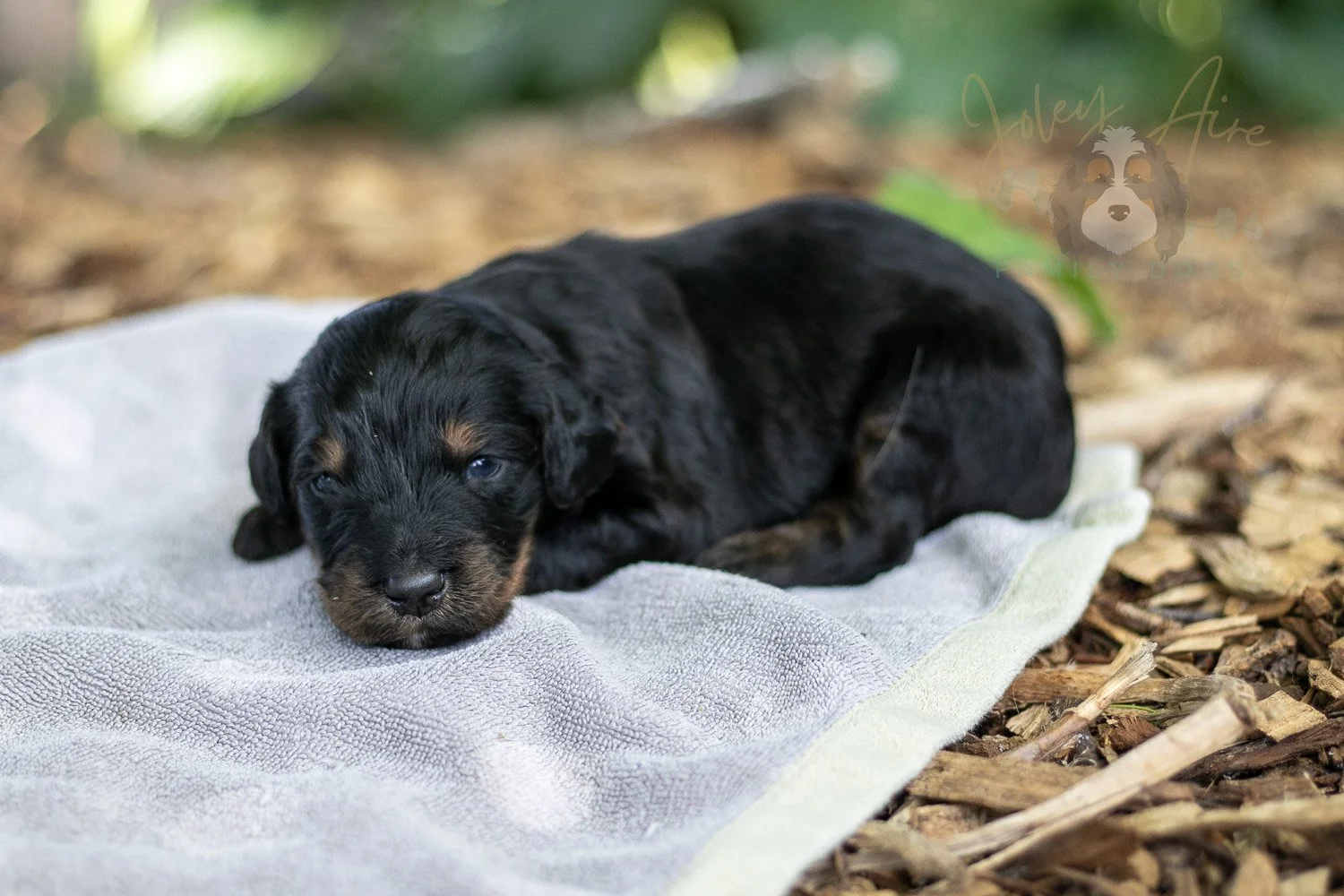 Olympic Bernedoodle Puppy-122.jpg