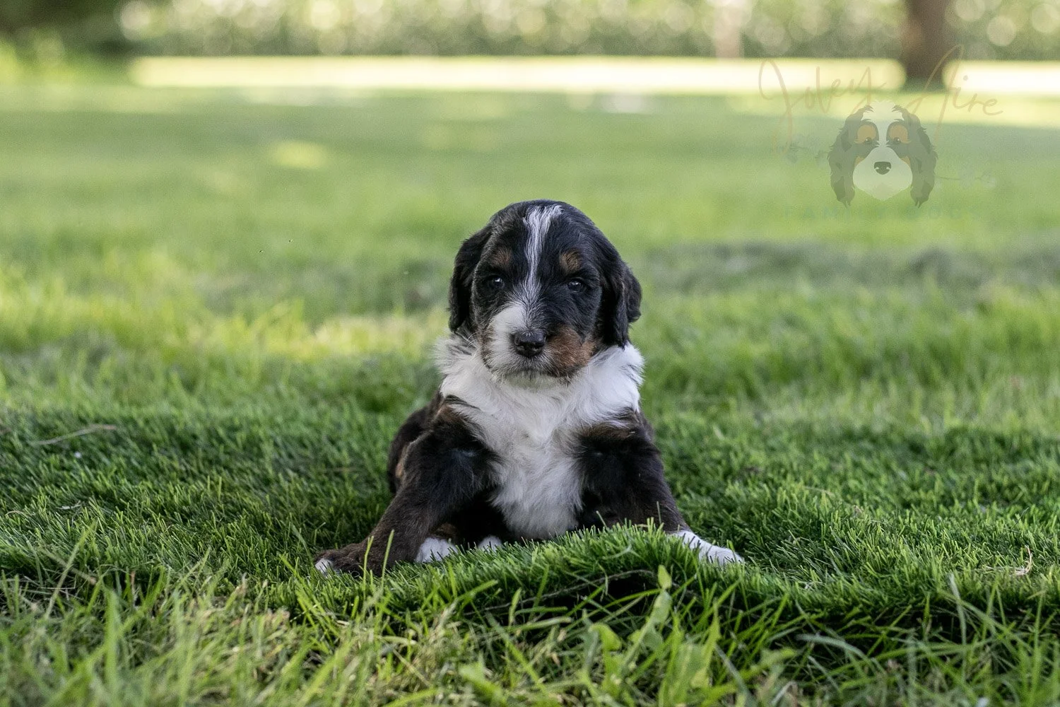 Yosemite Bernedoodle Puppy-380.jpg