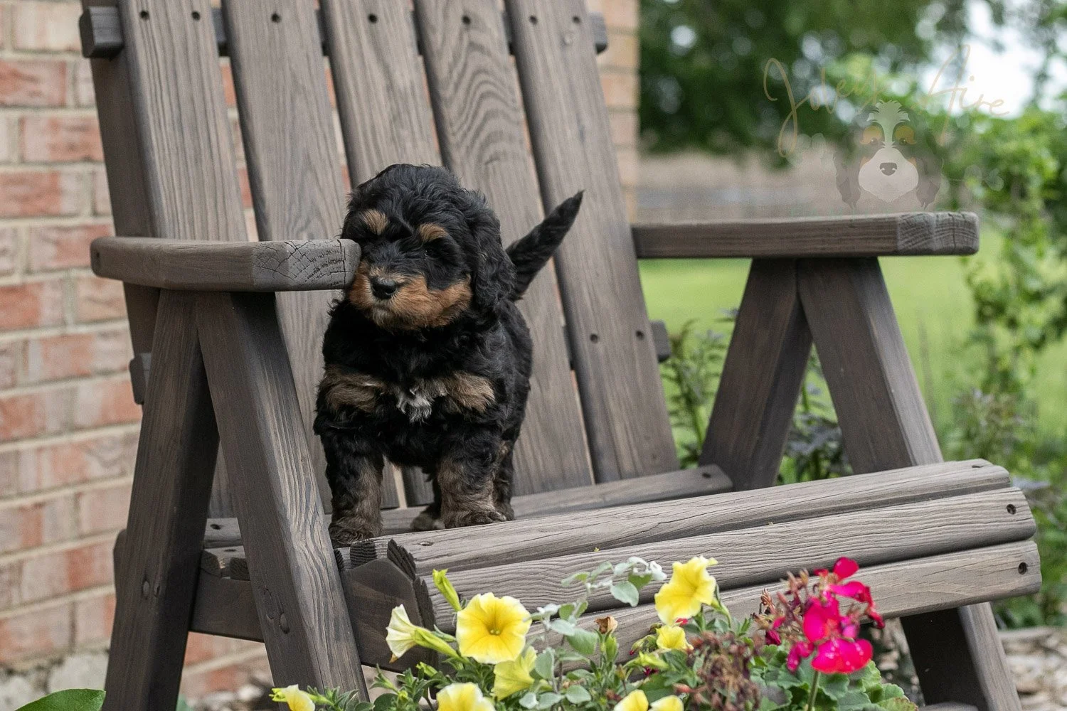 Guitar Bernedoodle Puppy-6.jpg