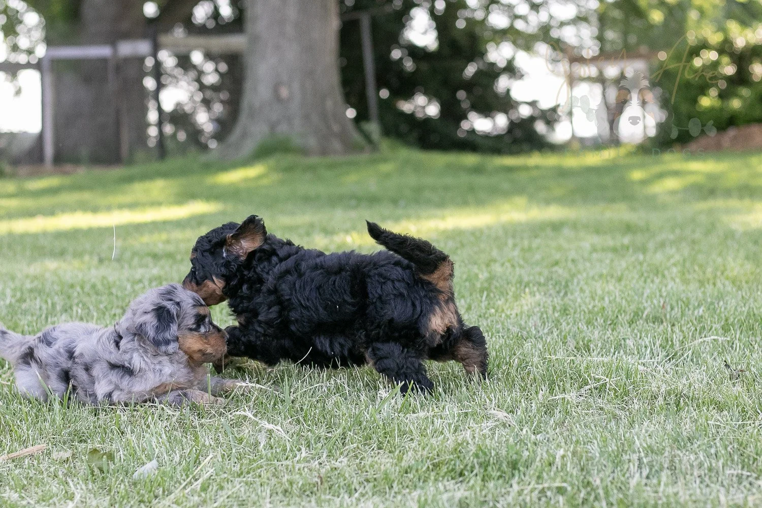 Banjo Bernedoodle Puppy-21.jpg
