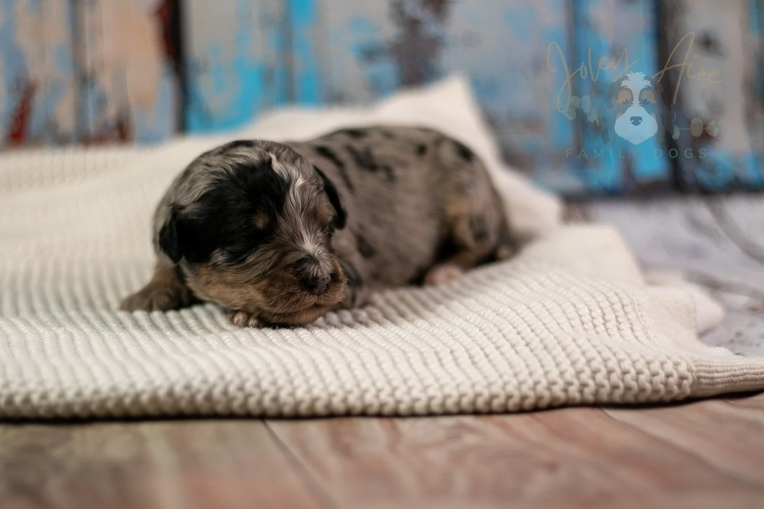 Frida Bernedoodle Puppy-199.jpg