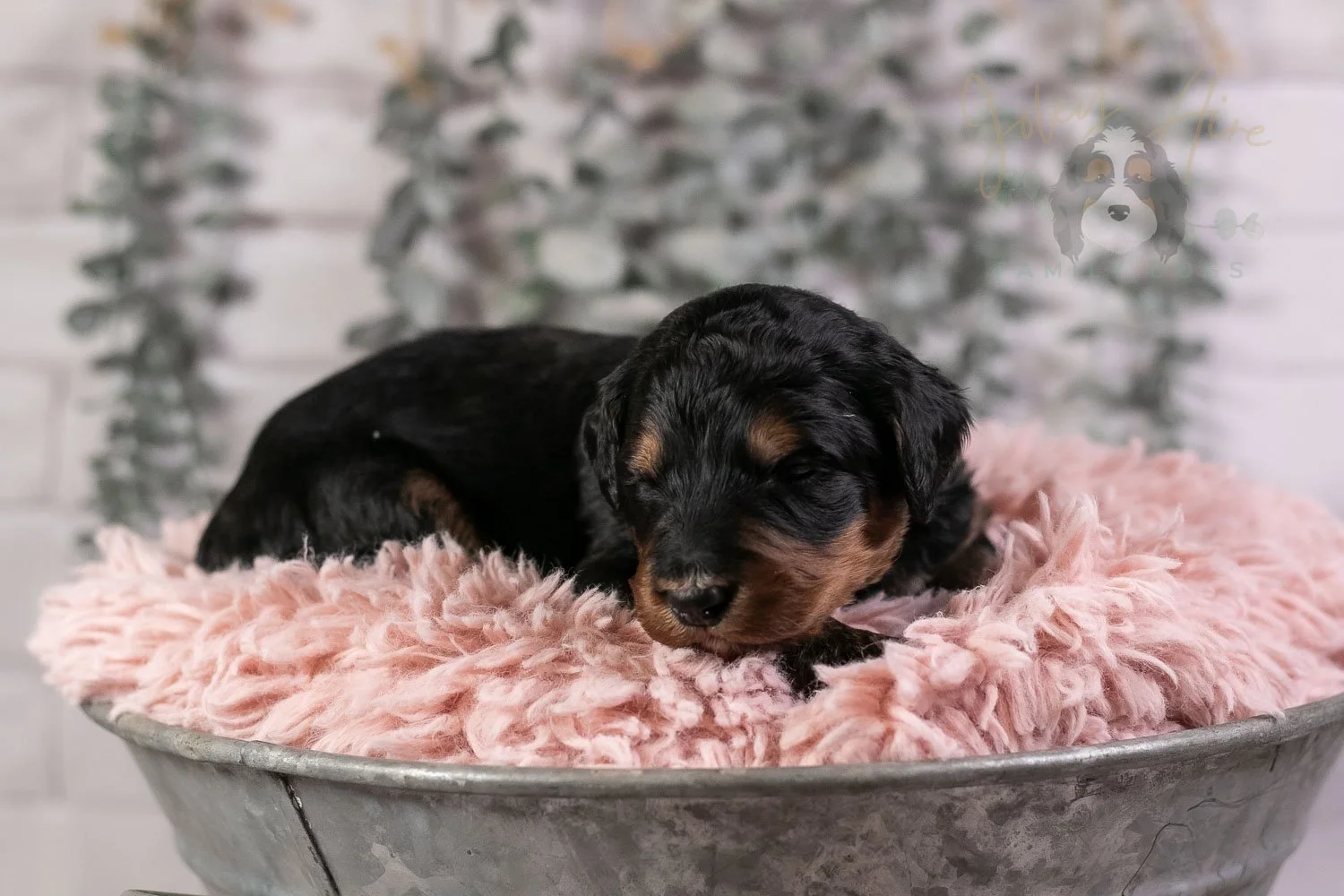 Banjo Bernedoodle Puppy-23.jpg