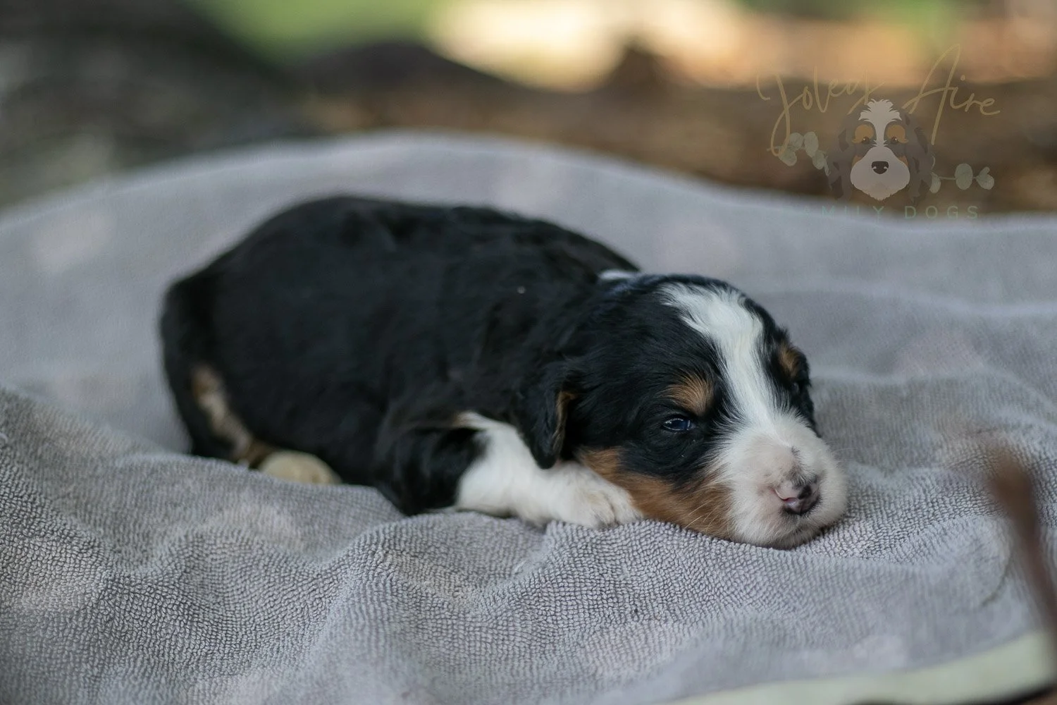 Zion Bernedoodle Puppy-89.jpg