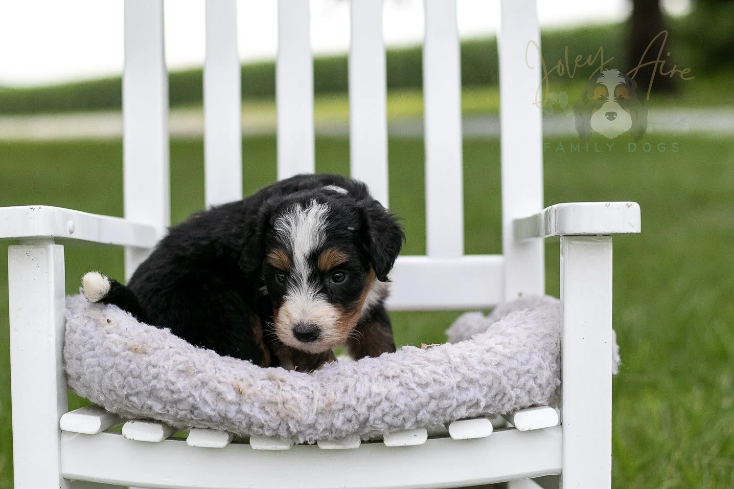 Diana Barry Bernedoodle Puppy-936.jpg