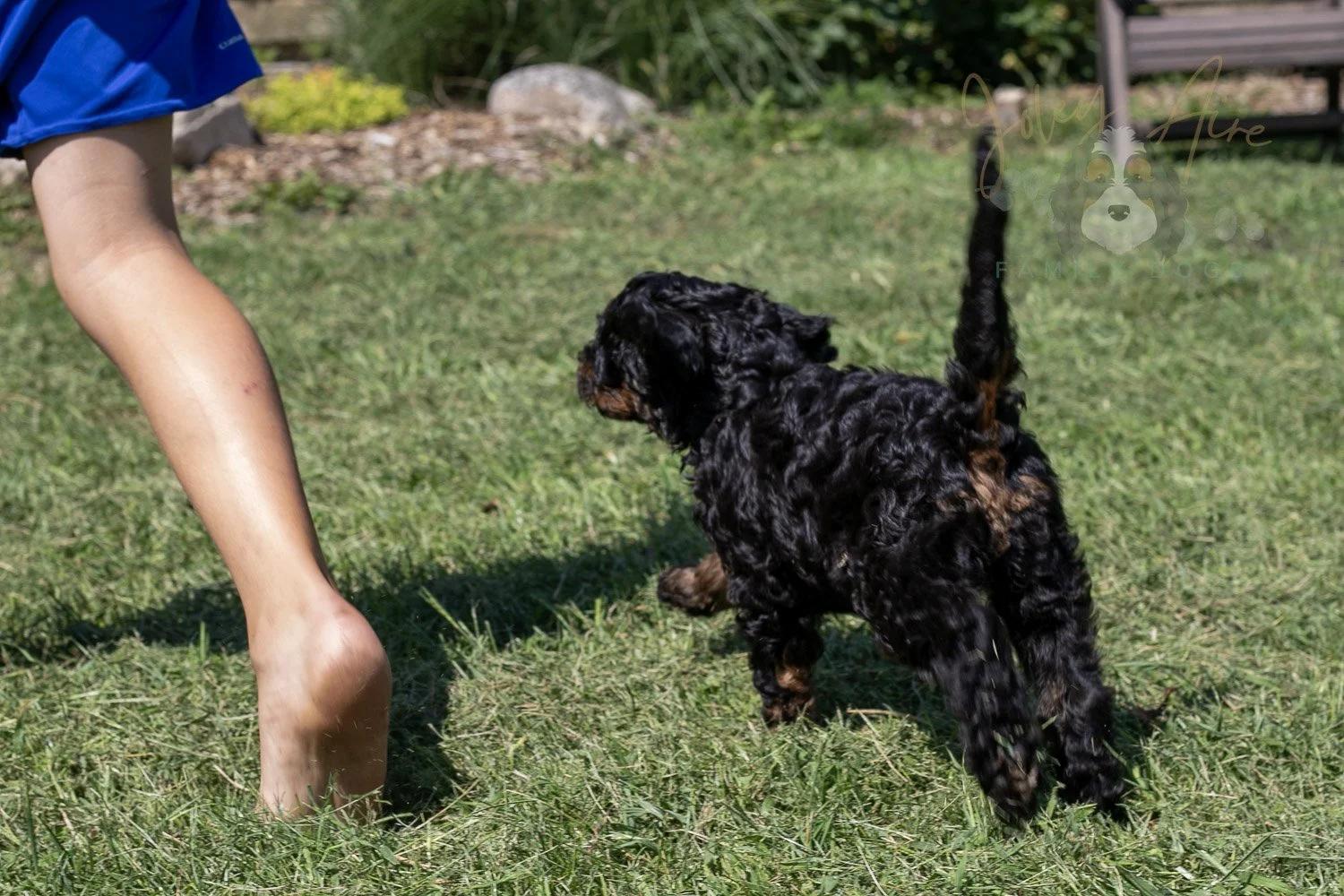 Denali Bernedoodle Puppy-528.jpg