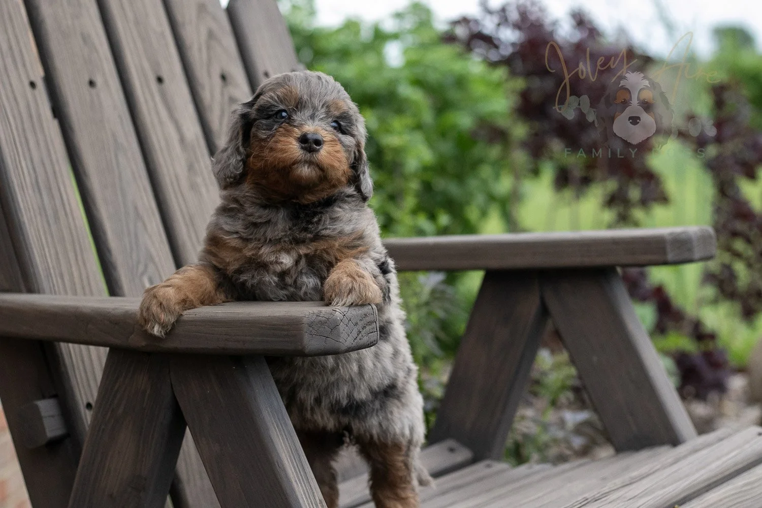 Flute Bernedoodle Puppy-18.jpg