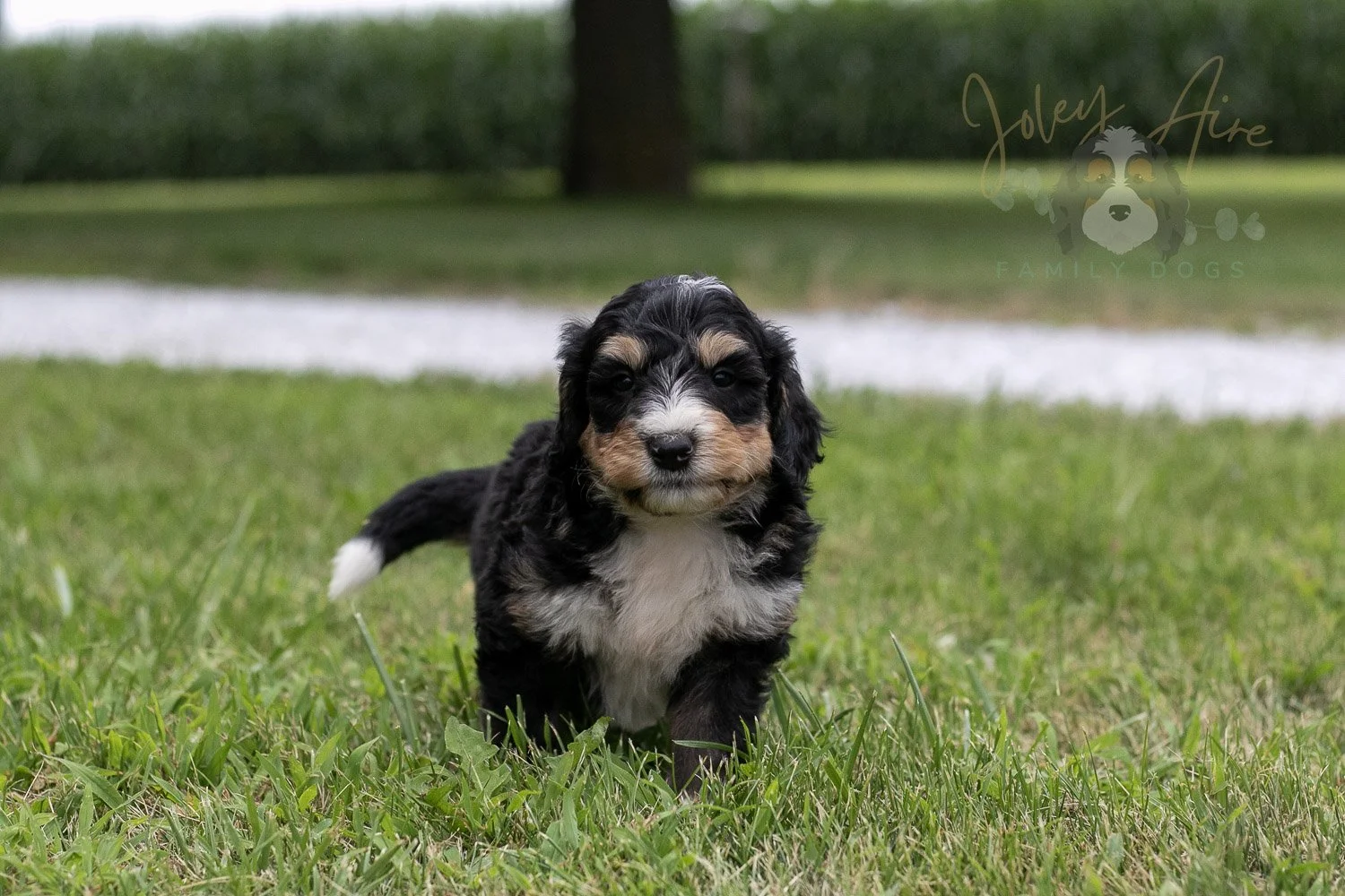 Walter Shirley  Bernedoodle Puppy-10.jpg