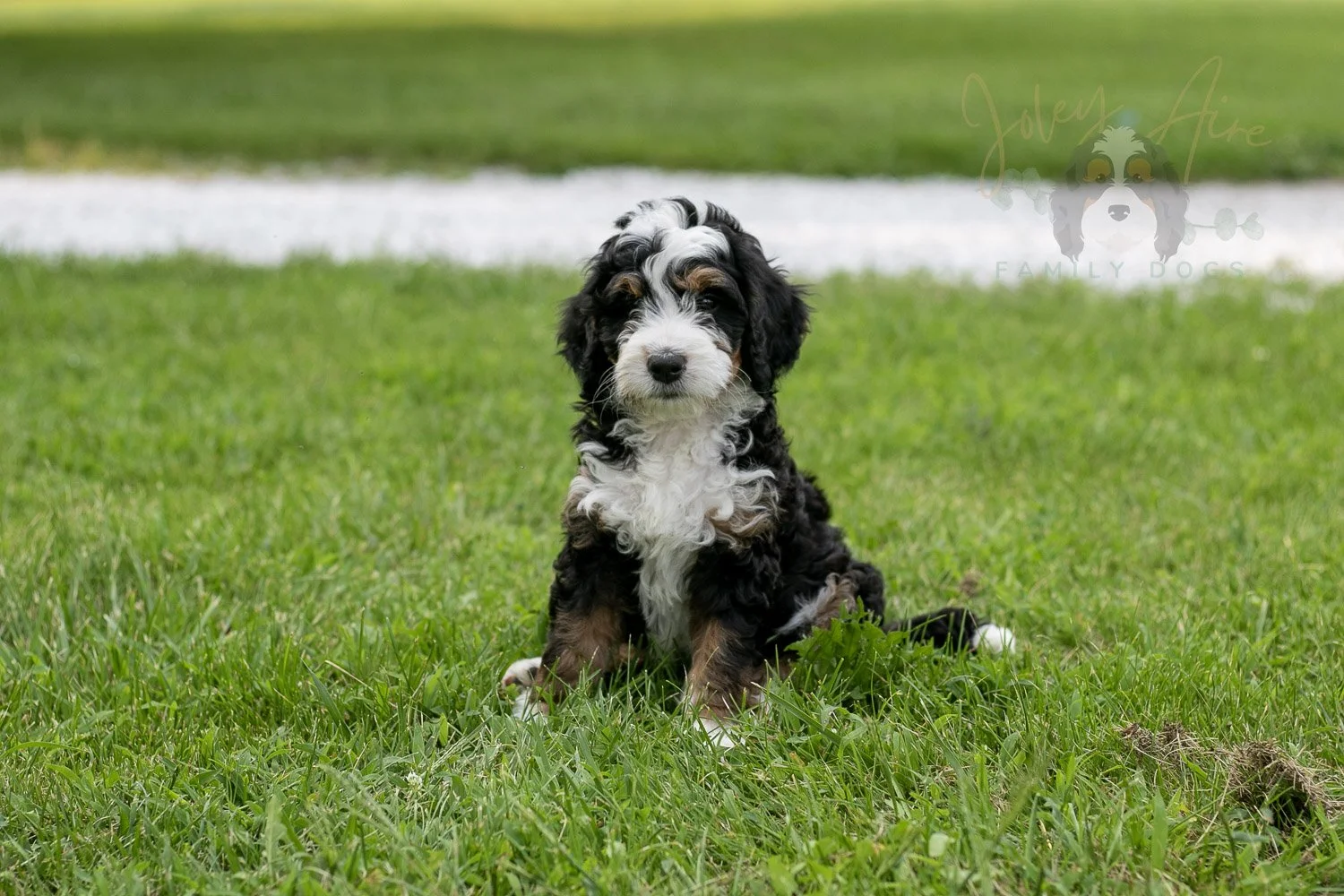 Yellowstone Bernedoodle Puppy-101.jpg
