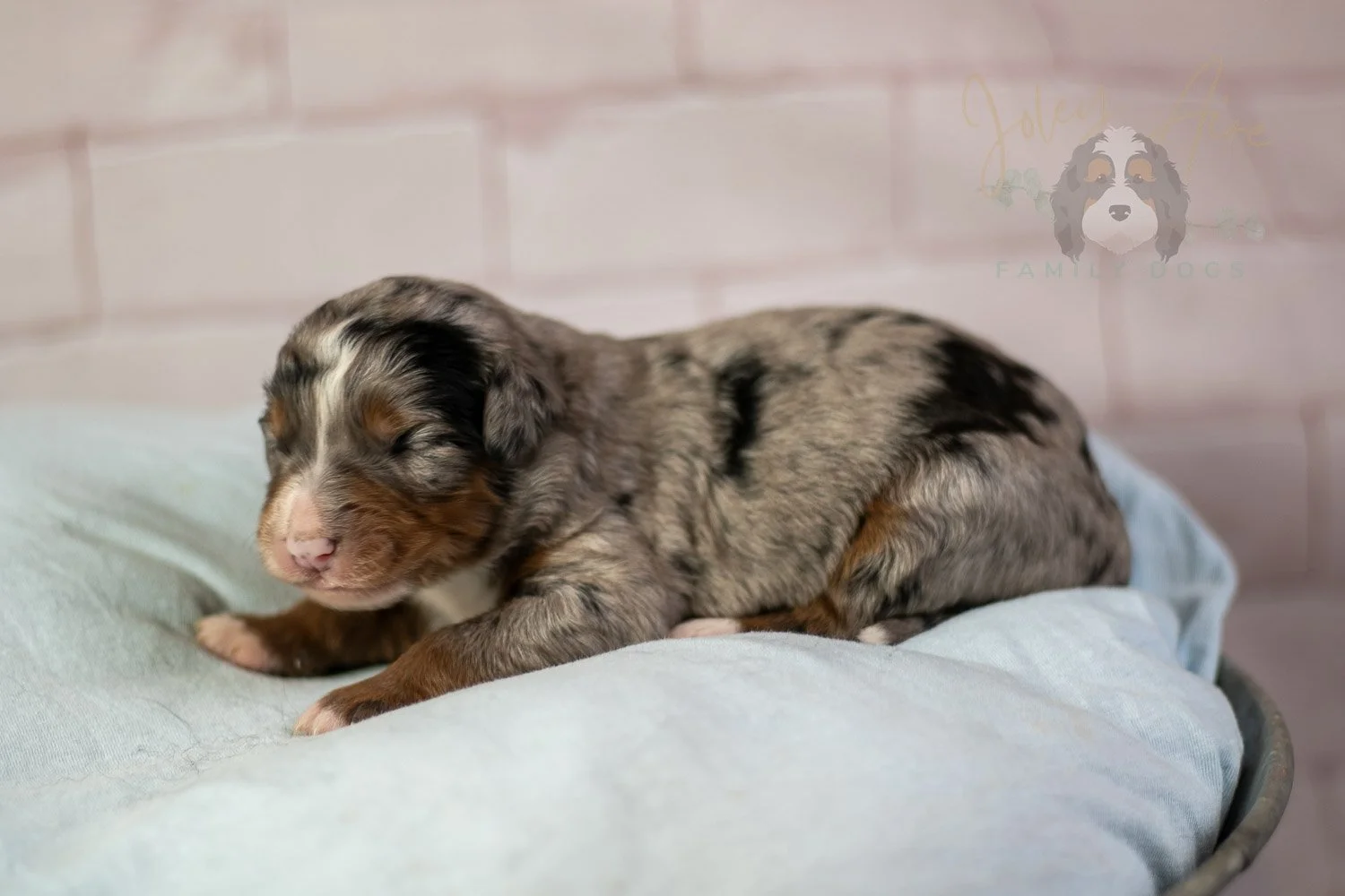 Rachel Lynd Bernedoodle Puppy-72.jpg