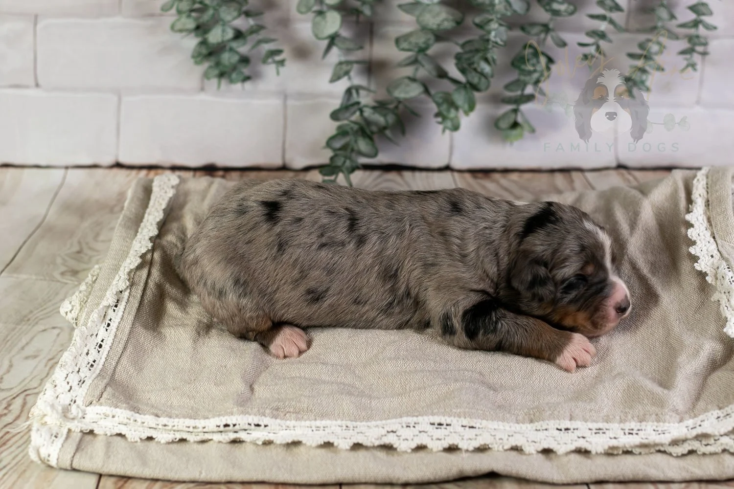 Drum Bernedoodle Puppy-6.jpg
