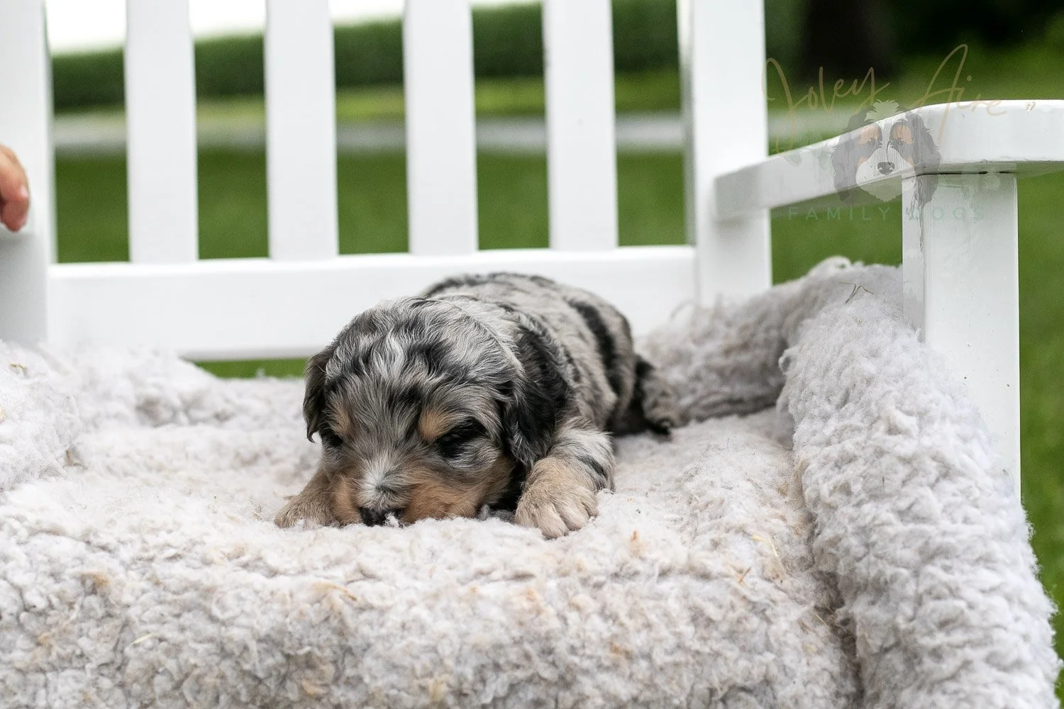 Mary Cassatt Bernedoodle Puppy-679.jpg