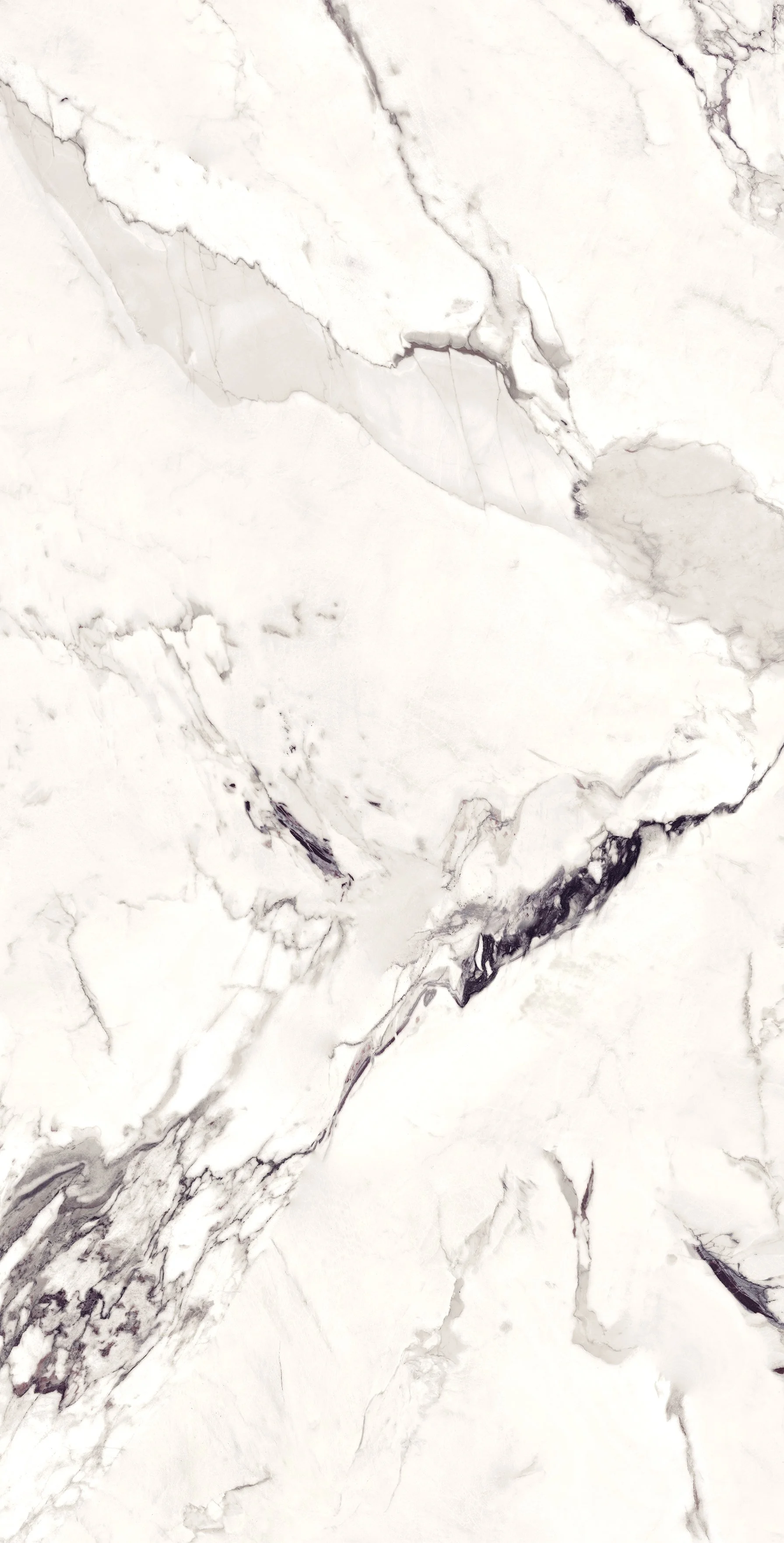 Royale White