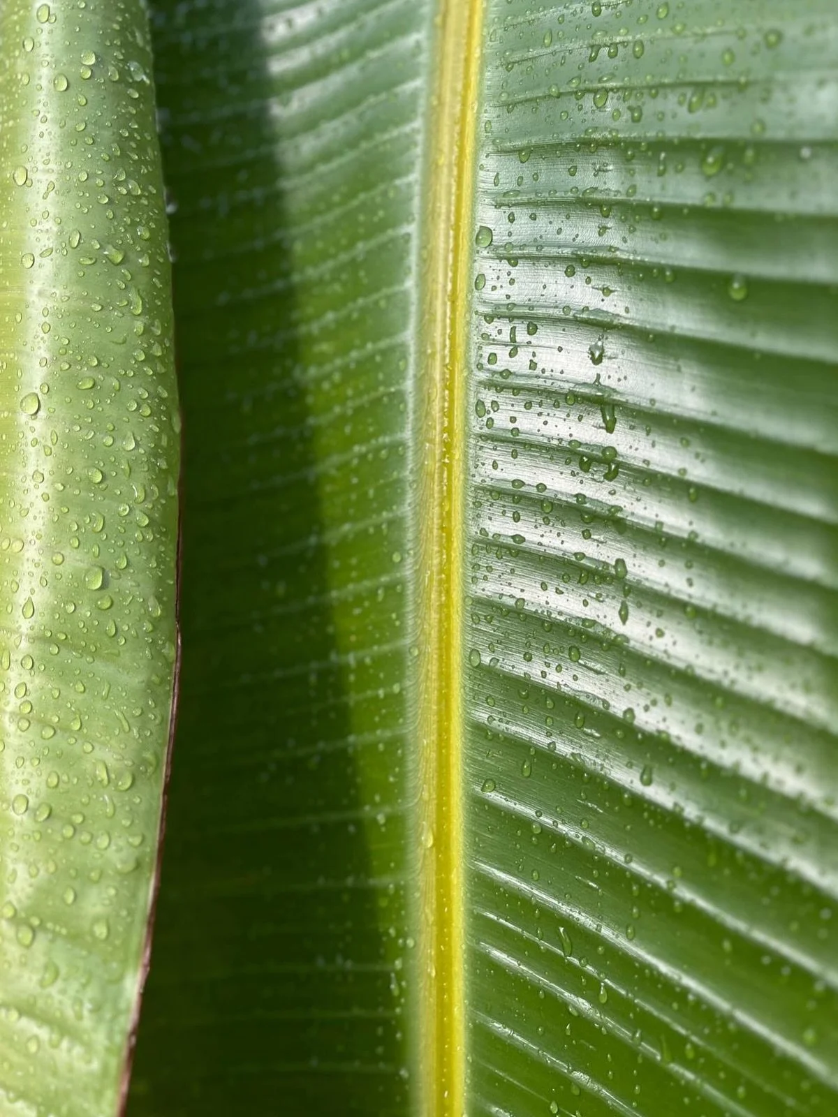 Avui un coworker m&rsquo;ha enviat aquestes fotos tan boniques de detalls i textures de l&rsquo;espai!! 🌦️🌿🪨

Gr&agrave;cies per compartir-nos la teva mirada @pwoltez ! 📸

#rainyday #coworking #detalls #textures