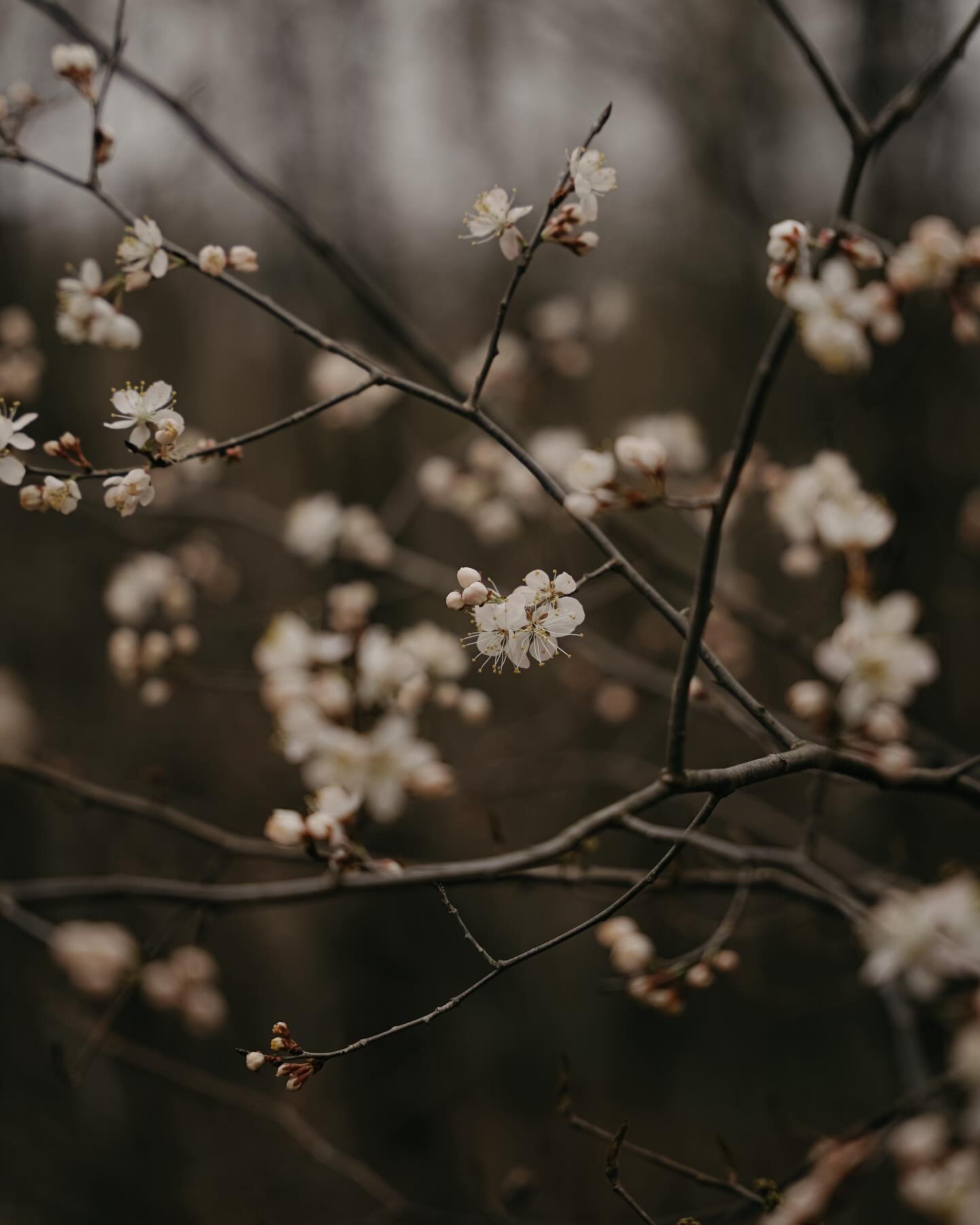 matters of the heart | turning my attention towards + giving my presence to what is of the utmost importance. #springishere #springblossoms #theartofnoticing