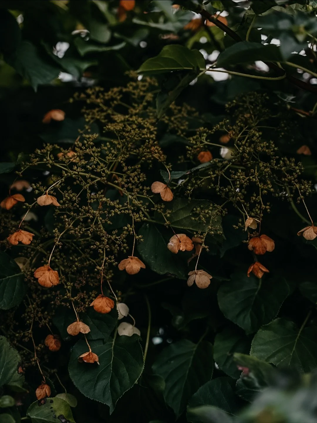 it has felt like a long + winding journey to come home to myself, to settle back in. slowly, slowly i feel the rough edges softening as the seasonal shift points me inward. grateful, i exhale a sigh of relief.