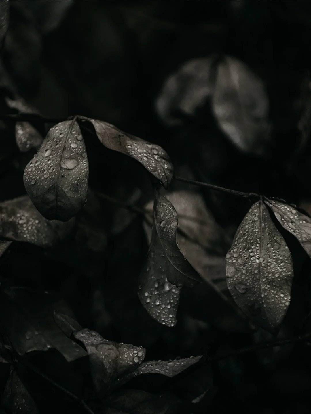 reflections on a scorpio new moon | 

long shadows

grief wields its uncanny magic on time. 

stretching, twisting and condensing our insides out.

as the sun shifts across a moonless sky.

unfathomable, how it feels like forever and yesterday in a s