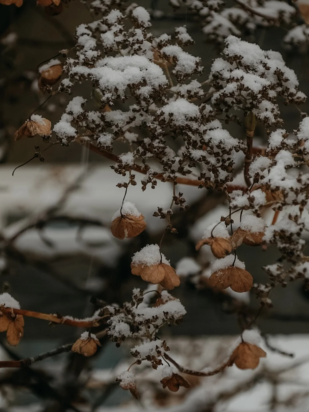 LIKE SNOW

Suppose we did our work
Like the snow, quietly, quietly,
Leaving nothing out.

&mdash;Wendell Berry

&ldquo;And so, friend, how do we embrace the unraveling? How do we let old dreams die so new, embodied living can take shape?

Perhaps it 