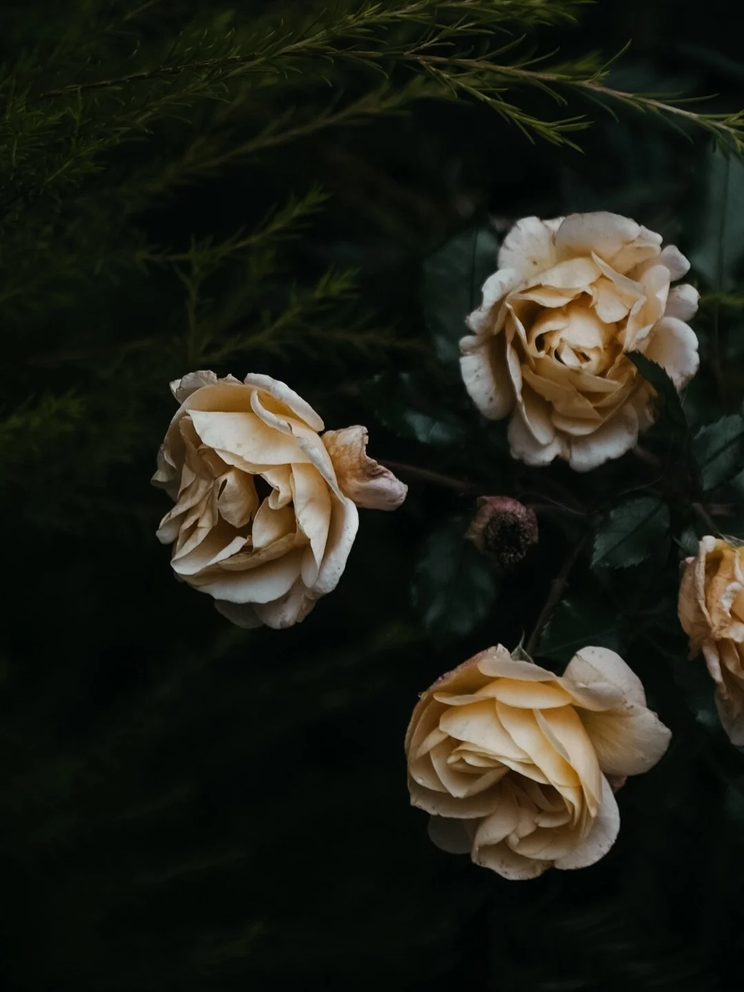 invitations | &ldquo;i hope you will go out and let stories, that is life, happen to you, and that you will work with these stories... water them with your blood and tears and your laughter till they bloom, till you yourself burst into bloom.&rdquo; 