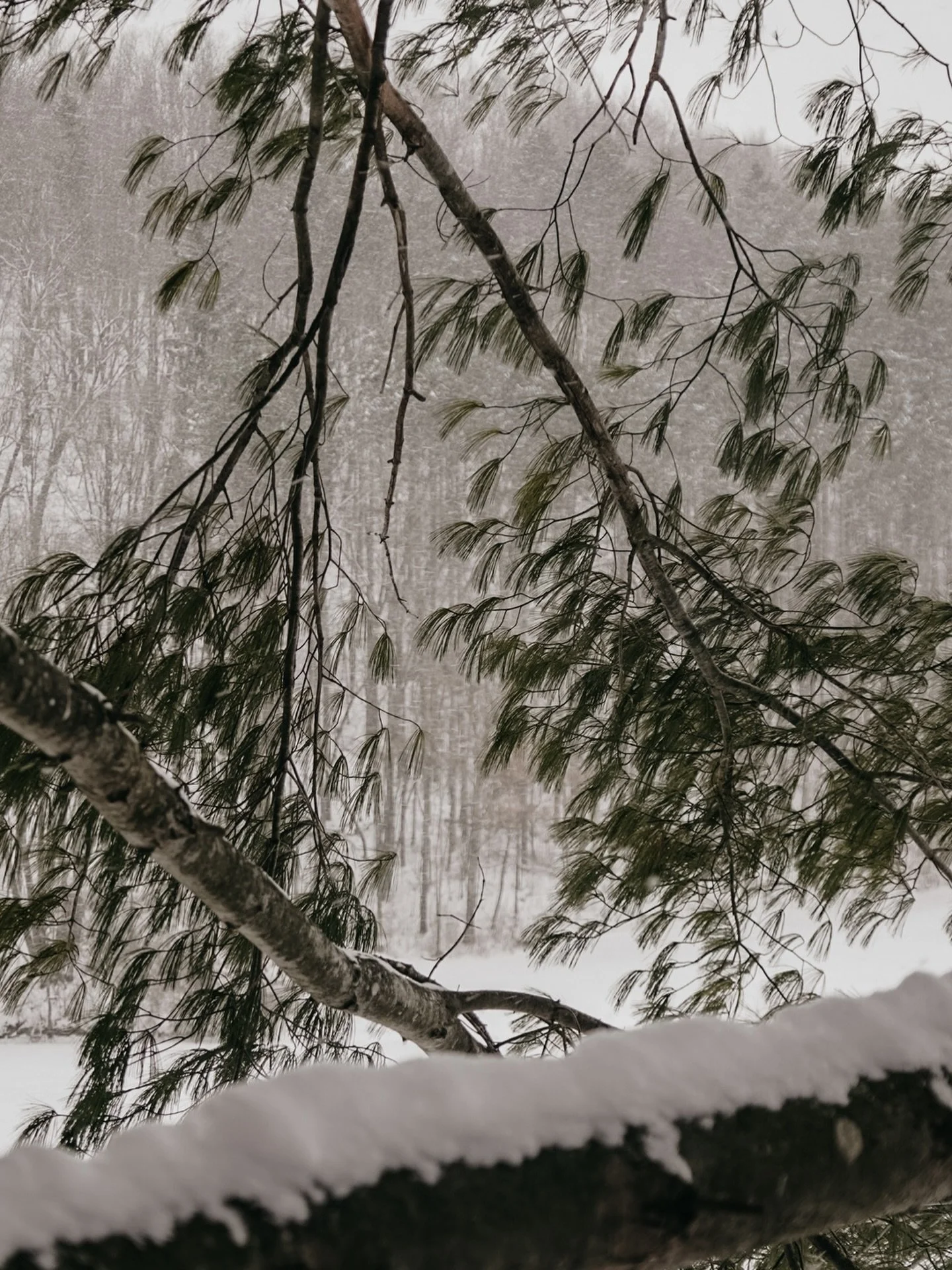 I&rsquo;ve been thinking about tree essences as remedies for these times, particularly evergreens. Pine helps find boundaries with what is happening in the eternal environment, for those who are prone to overextending themselves and feel responsbilit