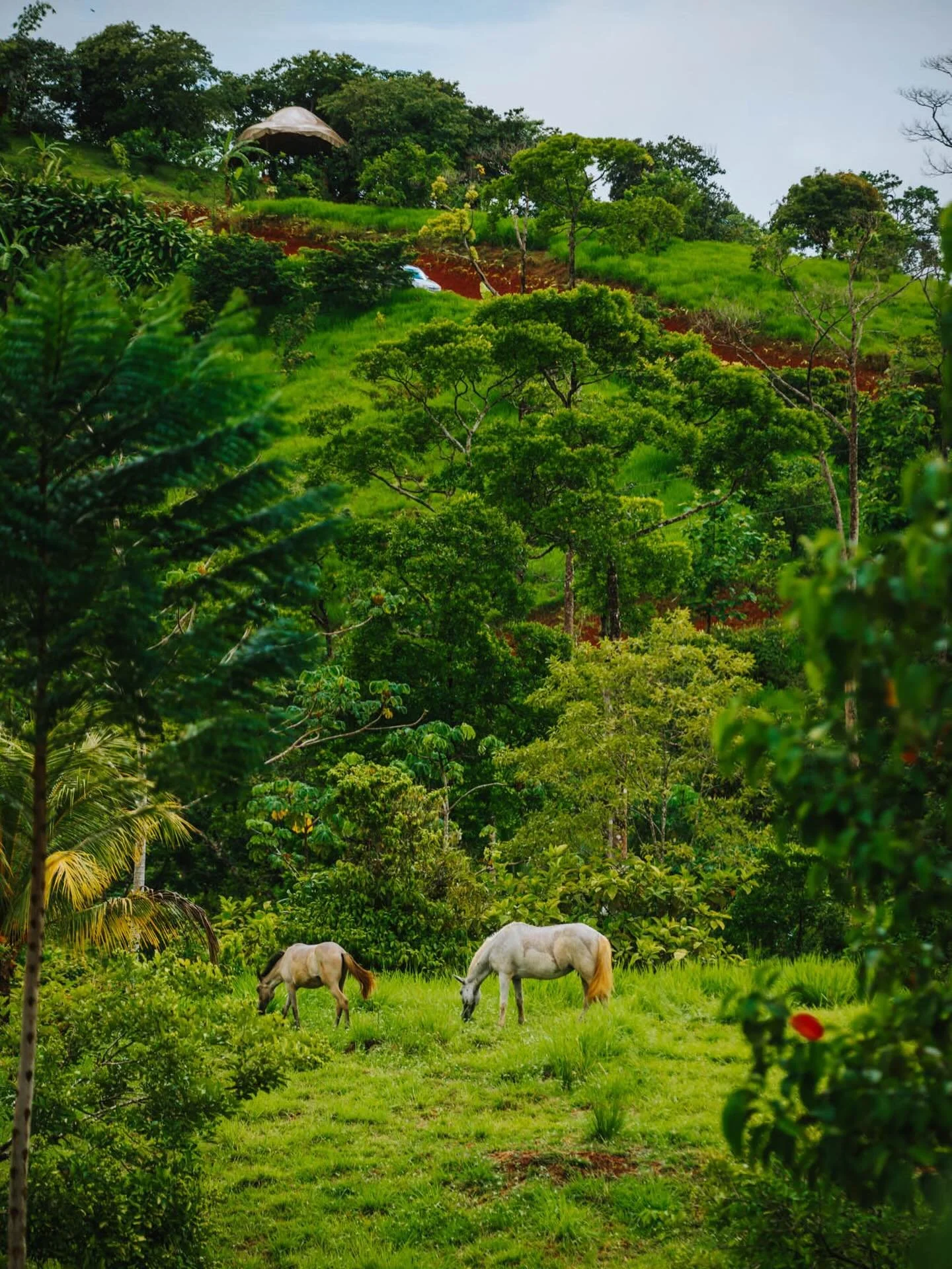 Imagine walking to the waterfall and finding a moment like this&hellip;
Horses grazing freely, the hillside glowing after the rain.
This is what life at Holos feels like✨