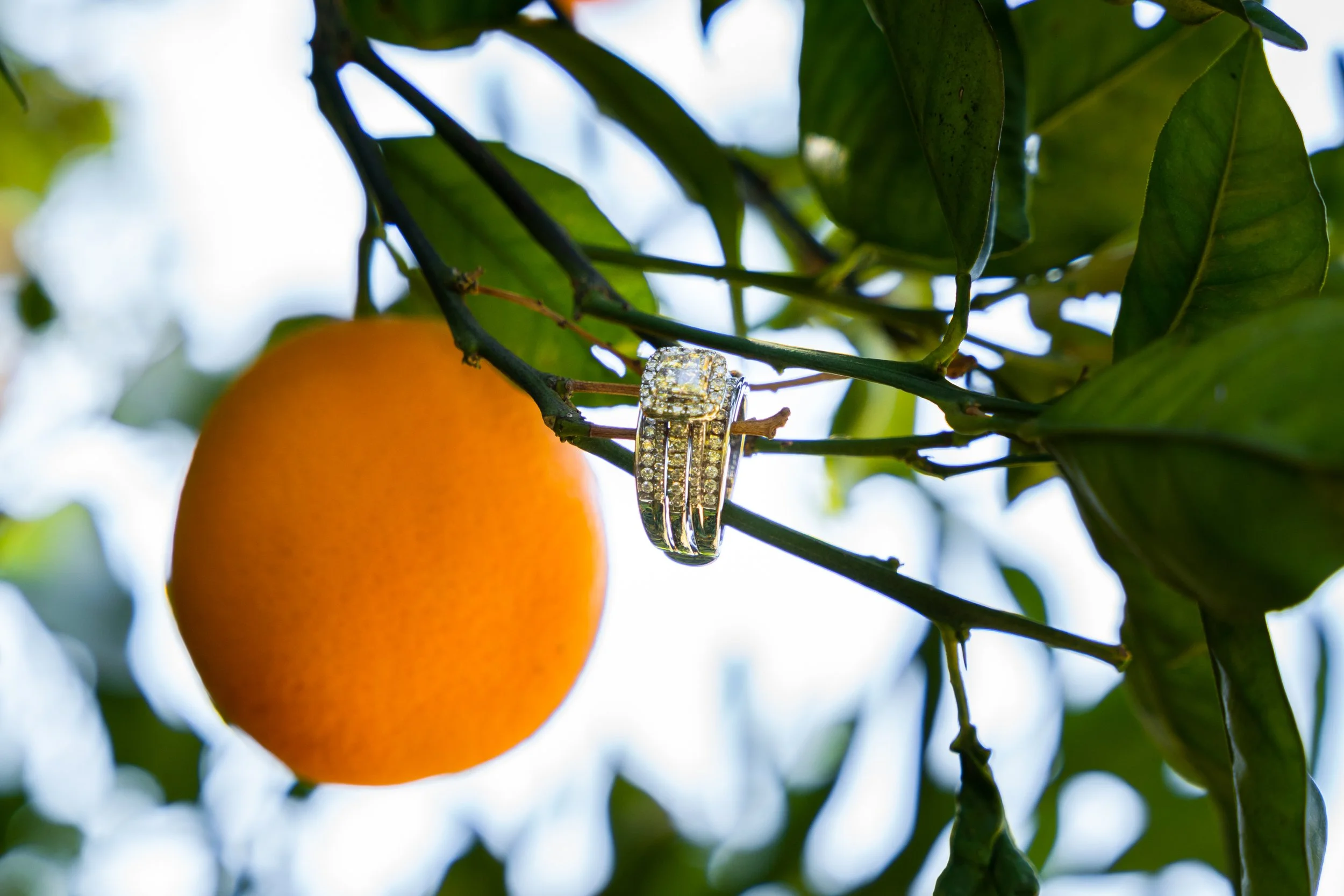 The-Grove-Redlands-Wedding-photos-Wooden-California-February-2022-Nicholas-Sitarski-Photography (16 of 468).JPG