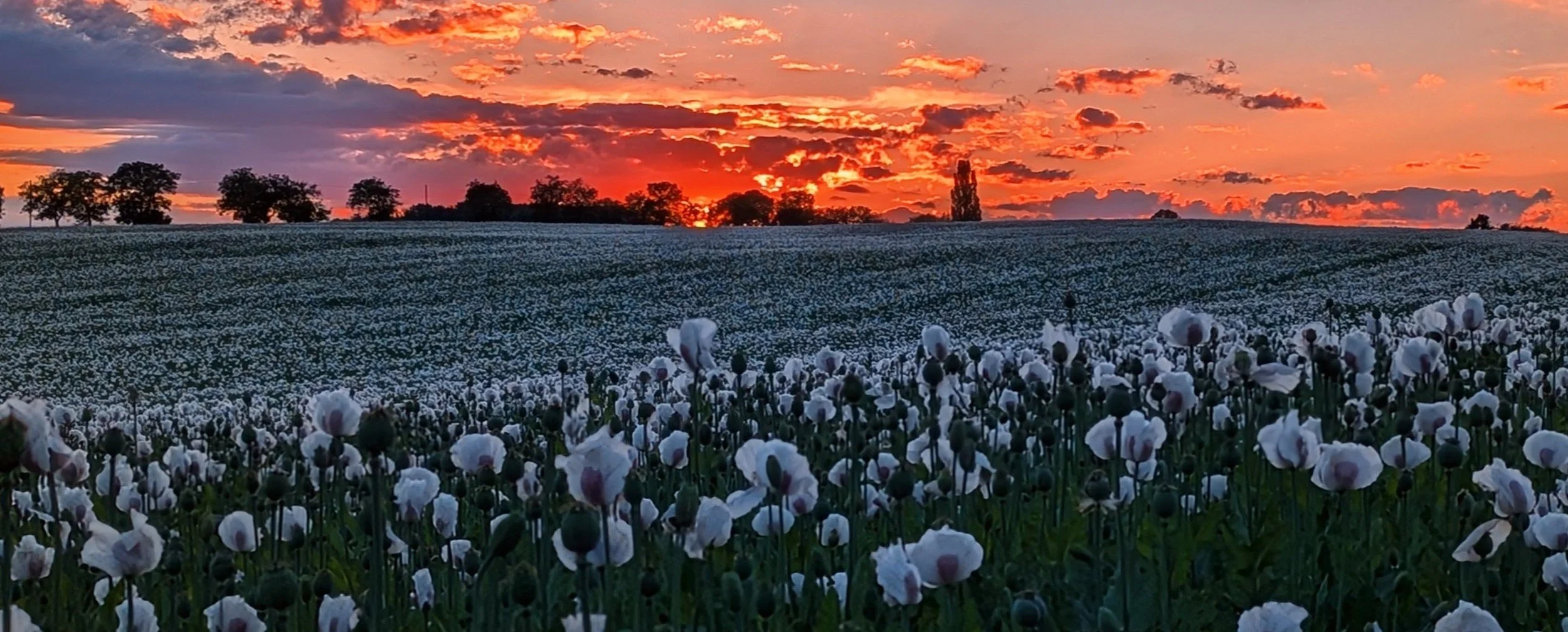 Poppies Beneath Fire