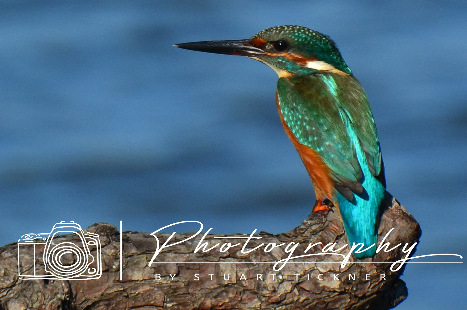 The Kingfisher