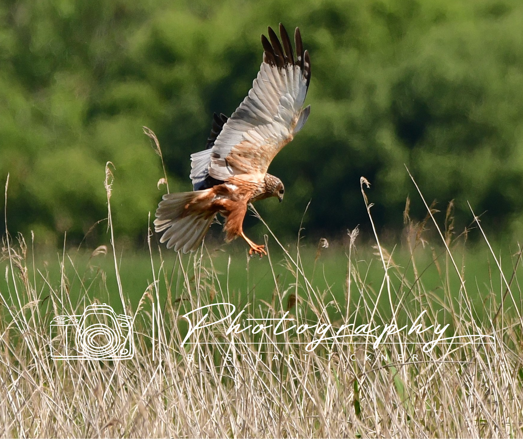 Approach to the Reeds