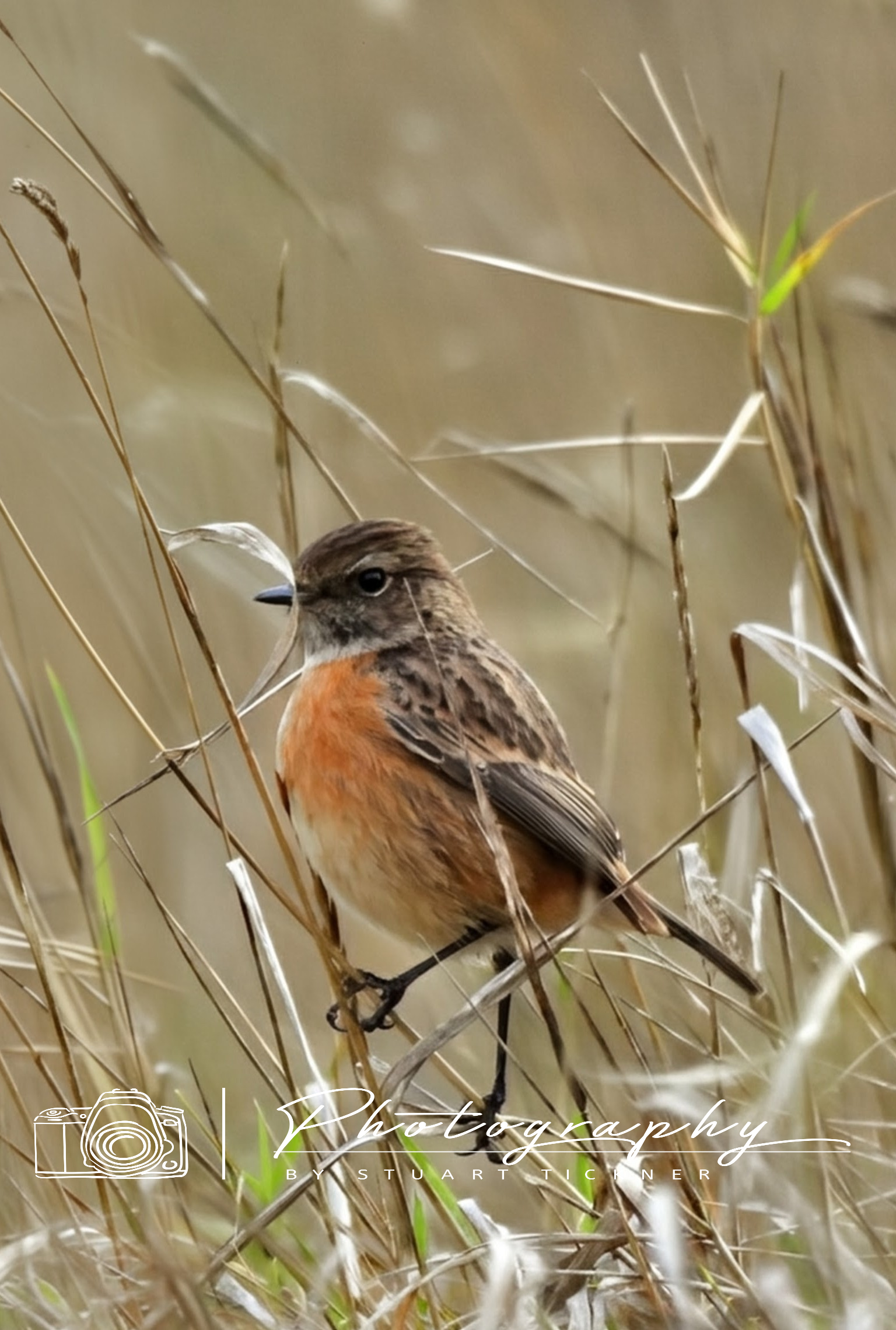 Among the Autumn Grass