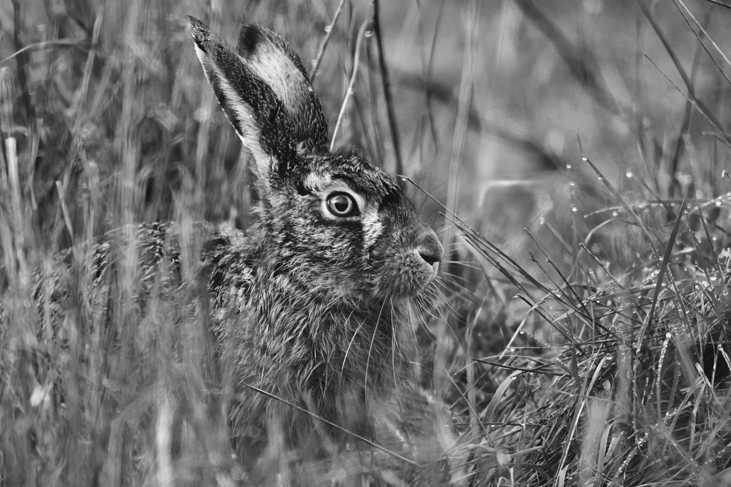 The Watchful Hare