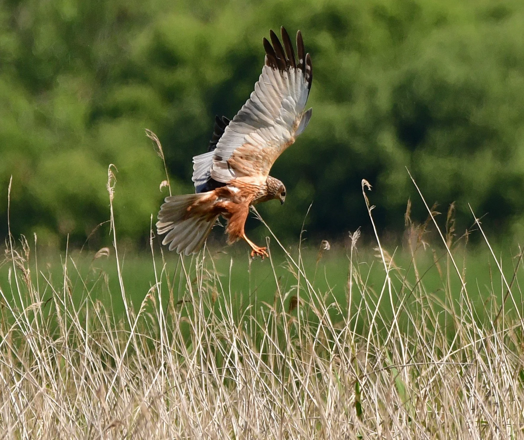 Approach to the Reeds